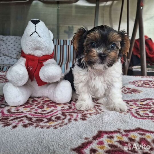 Йоркширский терьер бивер