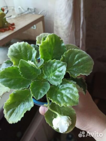 Сортовые фиалки средний стандарт, взрослые