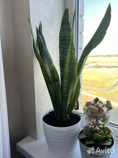 Сансевиерия тещин язык