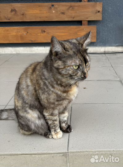 Котенок в опасности, ищет дом