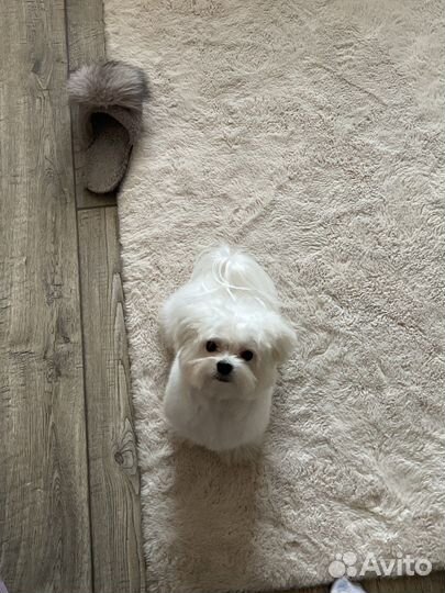 Болонка вязка