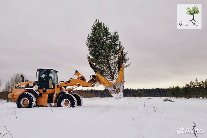 Сосна обыкновенная. Крупномеры из питомника