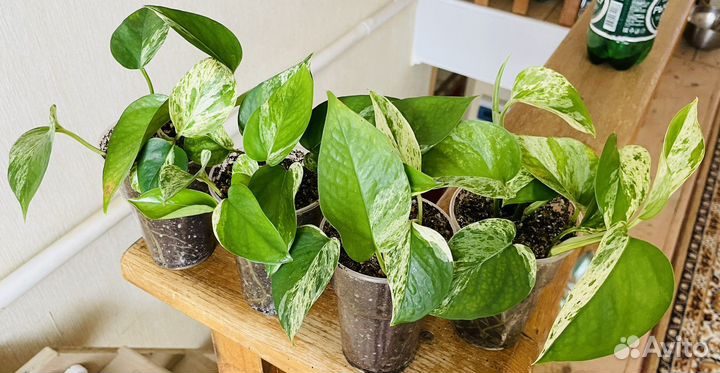 Эпипремнумы и сциндапсусы