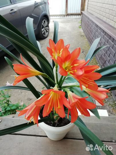 Комнатные растения