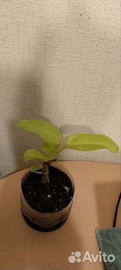 Филодендрон лимон лайм