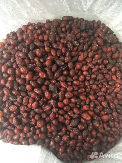 Шиповник плоды