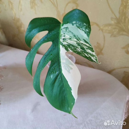 Монстера Альба.Дримиопсис.Пальма Арека.Валлота