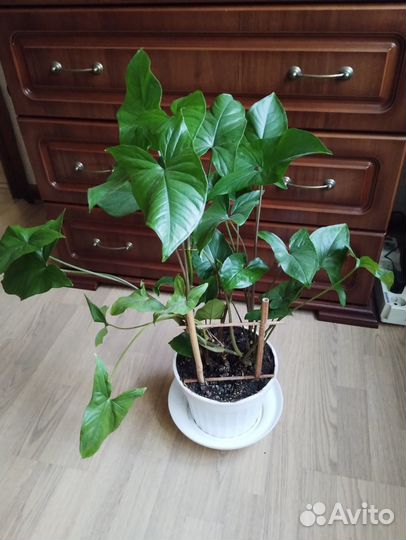 Красивые декоративные лианы Сингониум