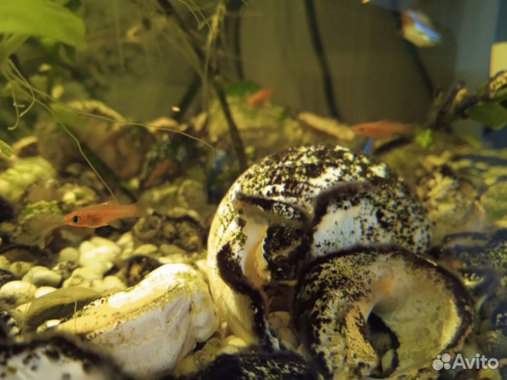 Аквариумные рыбки