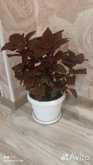 Цветок Колеус