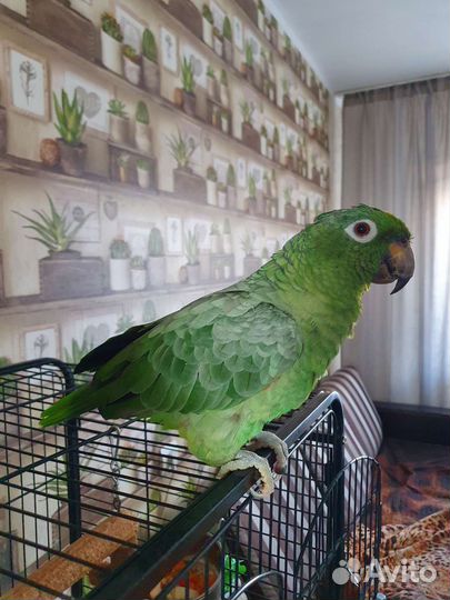 Попугай Амазон Мюллера