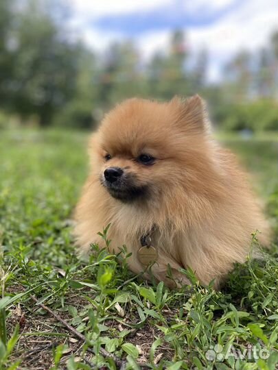 Передержка собак мини пород