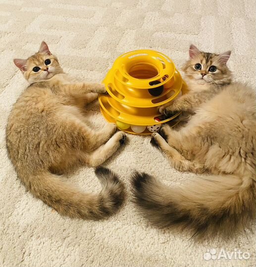 Клубная золотая шотландская кошечка