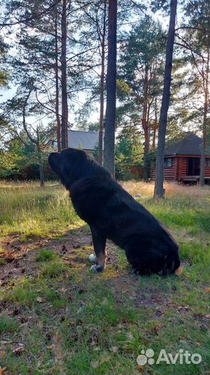 Вязка алабай