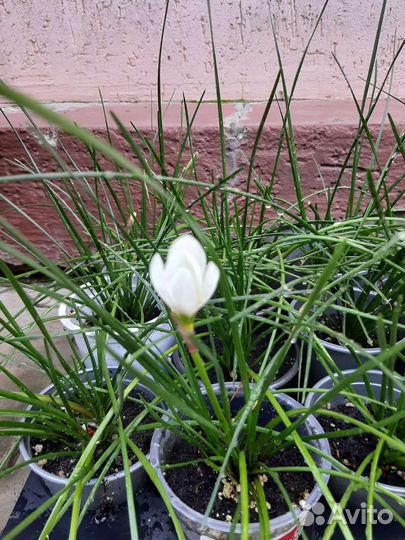 Зефирантес или 