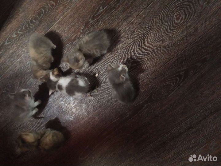 Отдам бесплатно котят возвраст 1 месяц