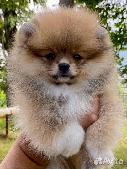 Померанский шпиц мини