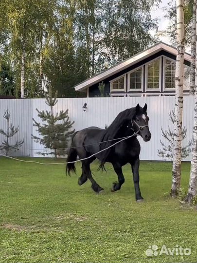 Аренда лошади Французский першерон