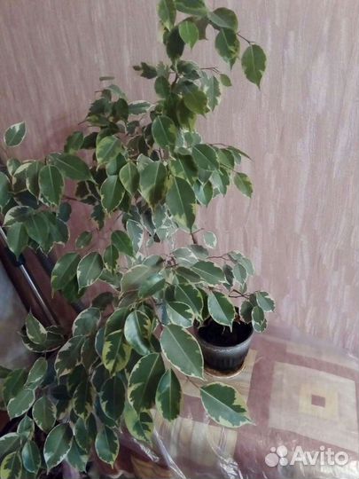 Полка для цветов