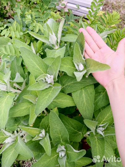 Шалфей семена