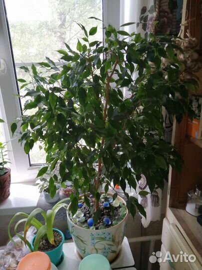 Фикус бенджамина укоренившиеся ростки