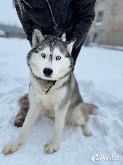Хаски в добрые руки