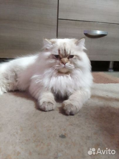 Шотландский кот вязка