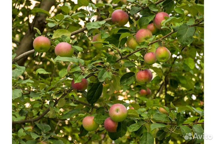 Яблоня Богатырь