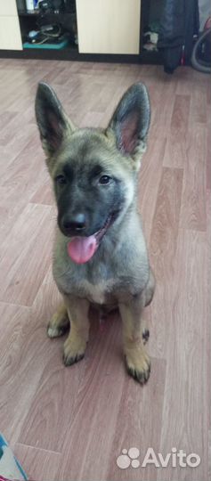 Бегильская овчарка