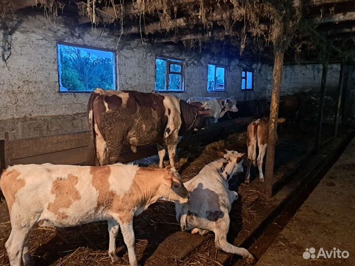 Бычки и тёлки