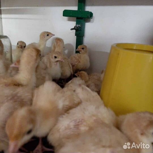 Инкубационное яйцо индейки