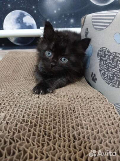 Тьма ищет семью