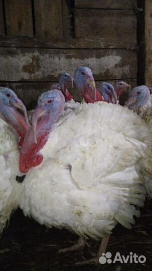 Мясо индюка