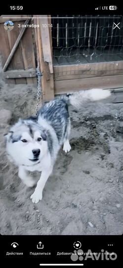 Аляскинский маламут мальчик для вязки