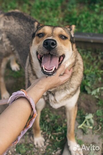 Собака-компаньон Фокси в добрые руки