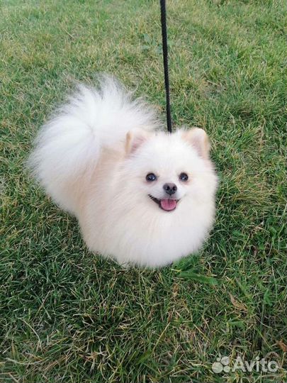 Померанский шпиц