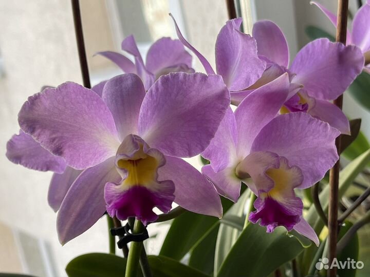 Орхидея каттлея