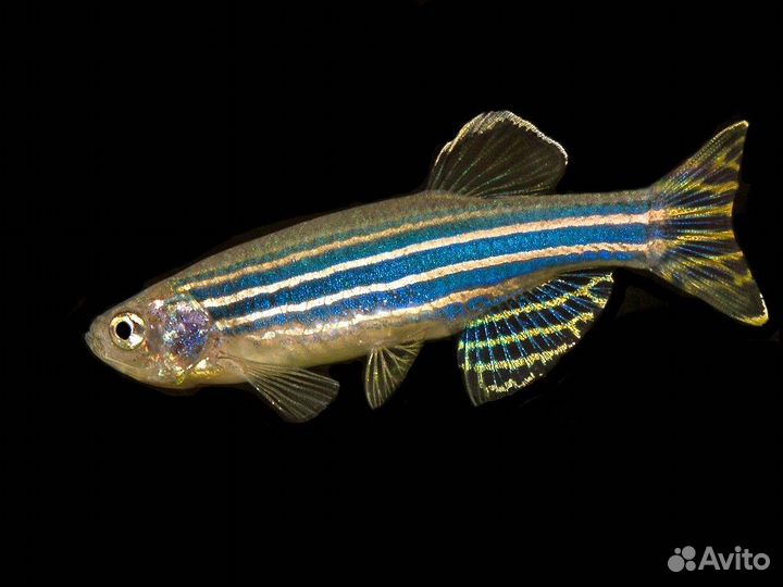 Данио Рерио (Danio rerio) рыбки