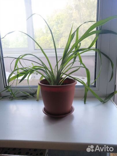 Хлорофитум Капский