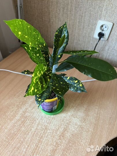 Цветы Кротон (кодиеум) Голд Сан