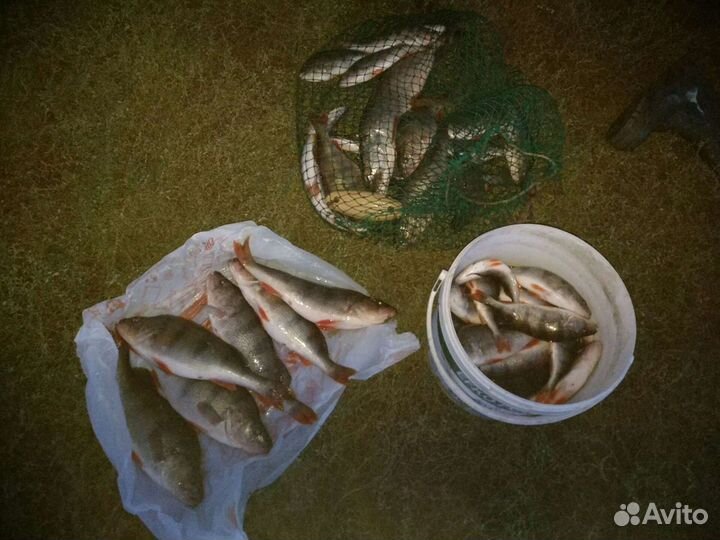 Судак, Берш, окунь крупный