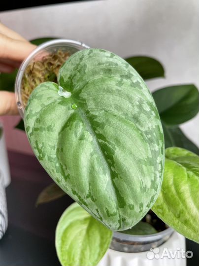 Сциндапсусы редкие