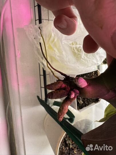 Орхидея фаленопсис фиолетовая