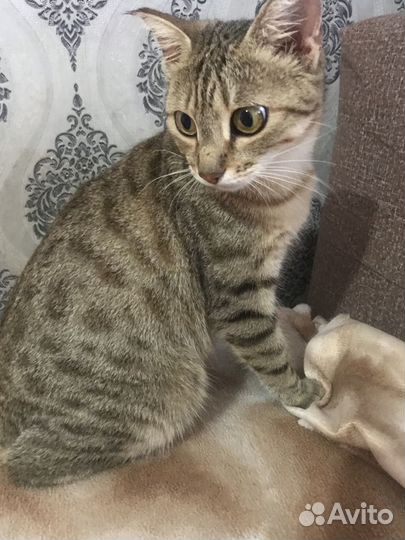 Бенгальская кошка в добрые руки