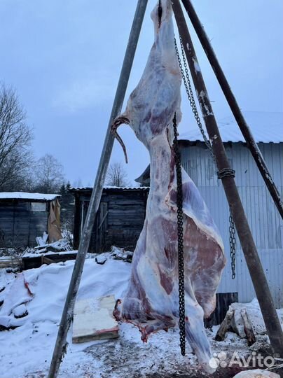 Забойщик скота