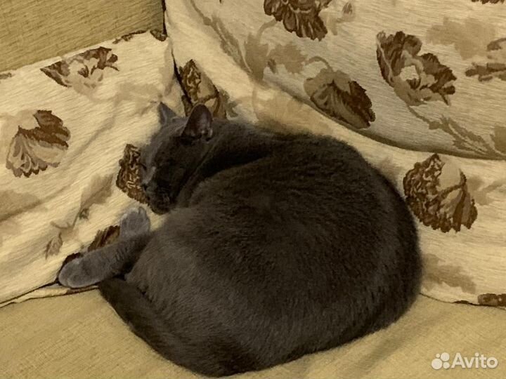 Кошка в добрые руки