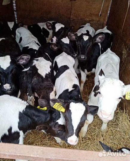 Телята бычки