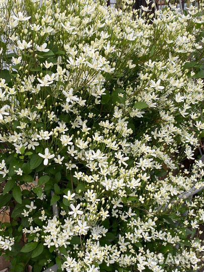 Клематис жгучий (Белое облако)