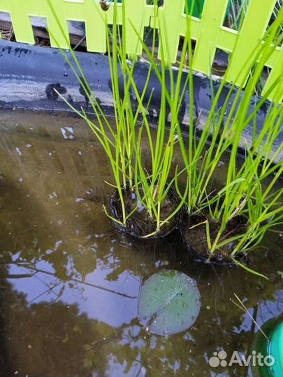 Растения для пруда