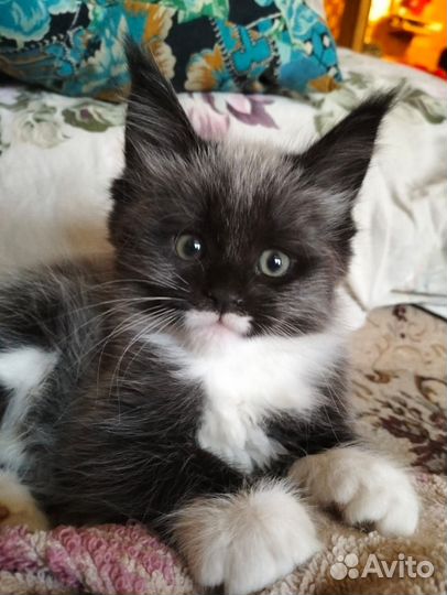 Мейн Кун фрост